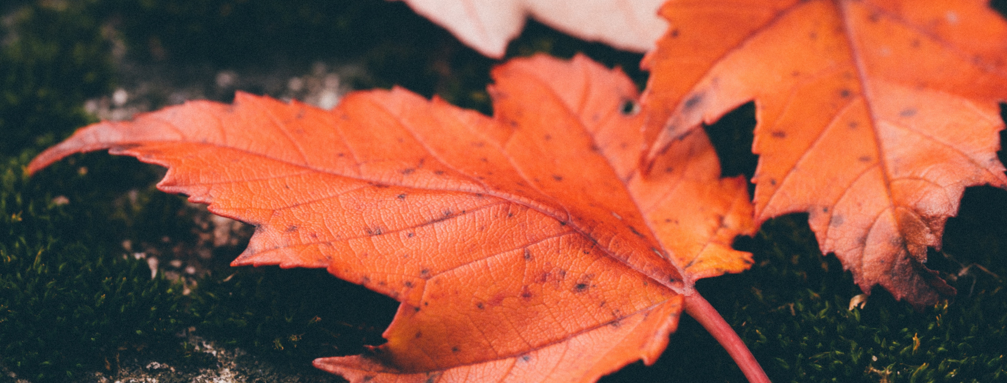 Classic Homes Real Estate Newsletter - Month of October